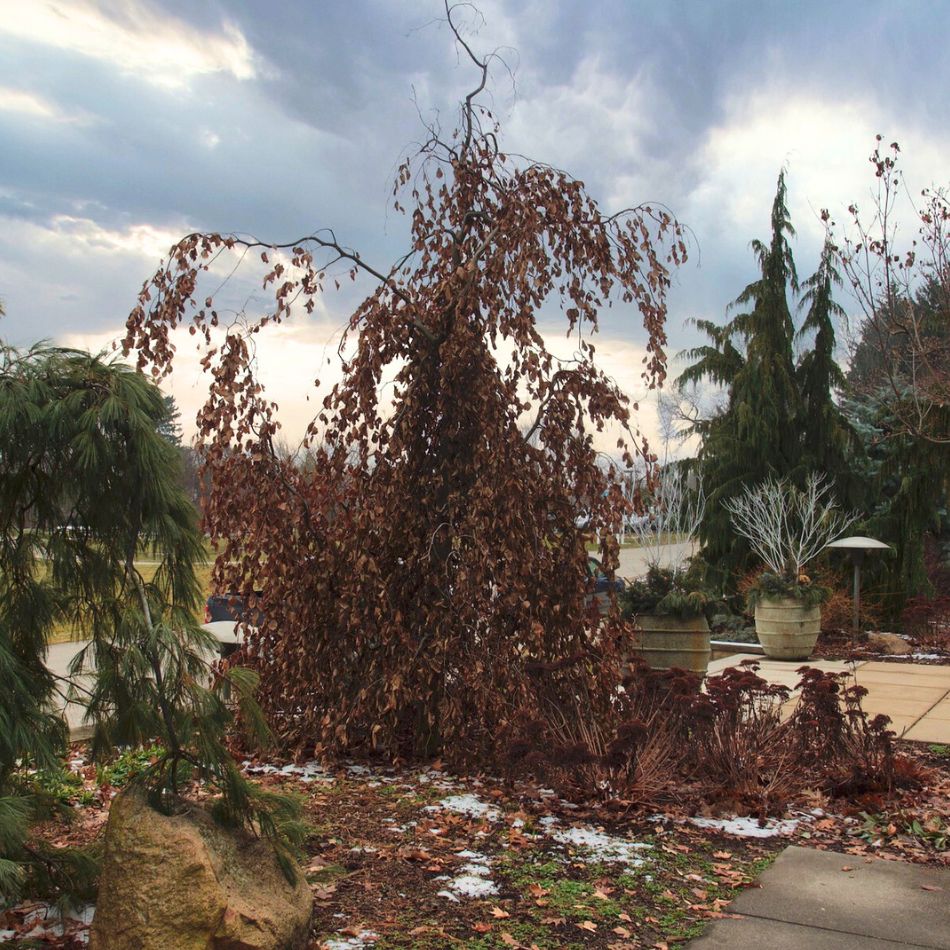Fagus sylvatica ‘Purple Fountain’