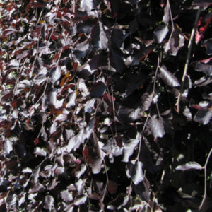 Fagus sylvatica ‘Purpurea Pendula’