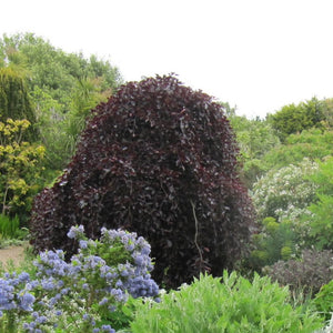 Fagus sylvatica ‘Purpurea Pendula’