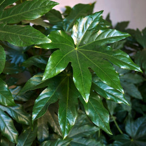 Fatsia japonica