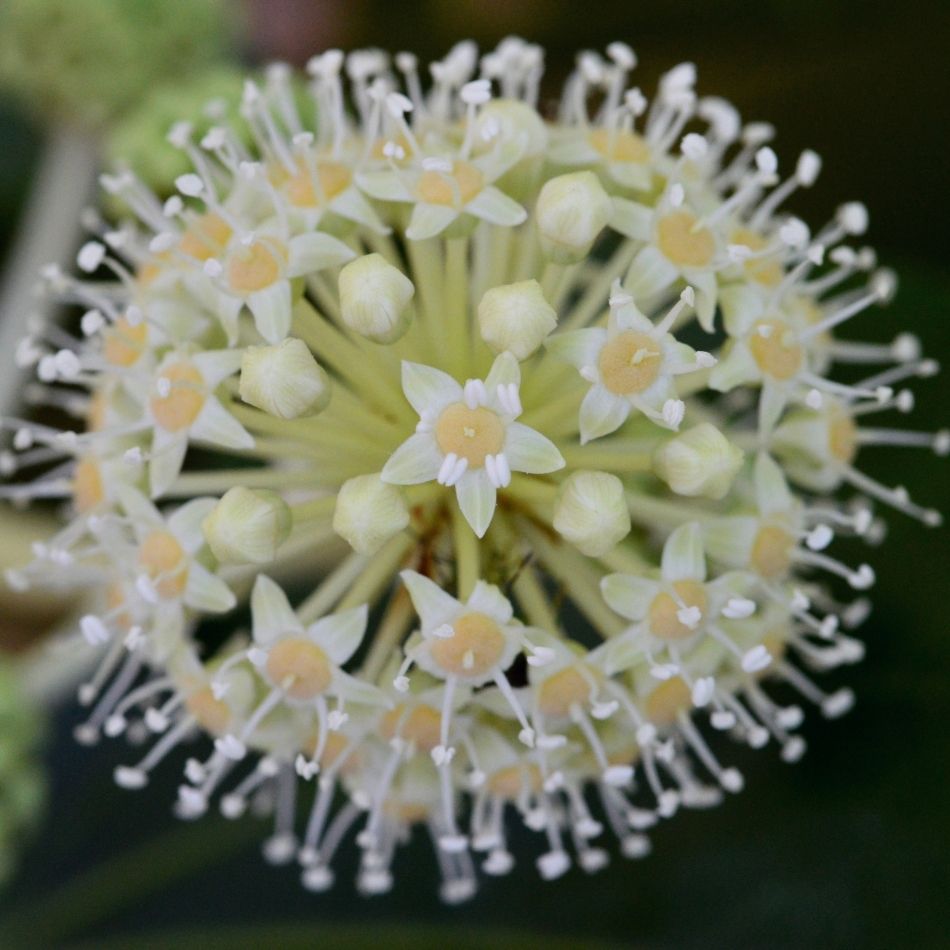 Fatsia japonica