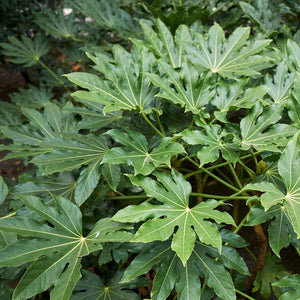 Fatsia japonica