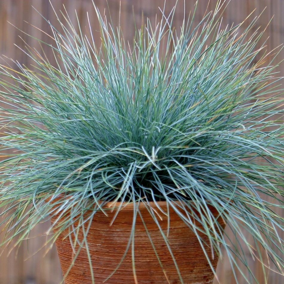 Festuca glauca ‘Elijah Blue’