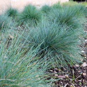 Festuca glauca ‘Elijah Blue’
