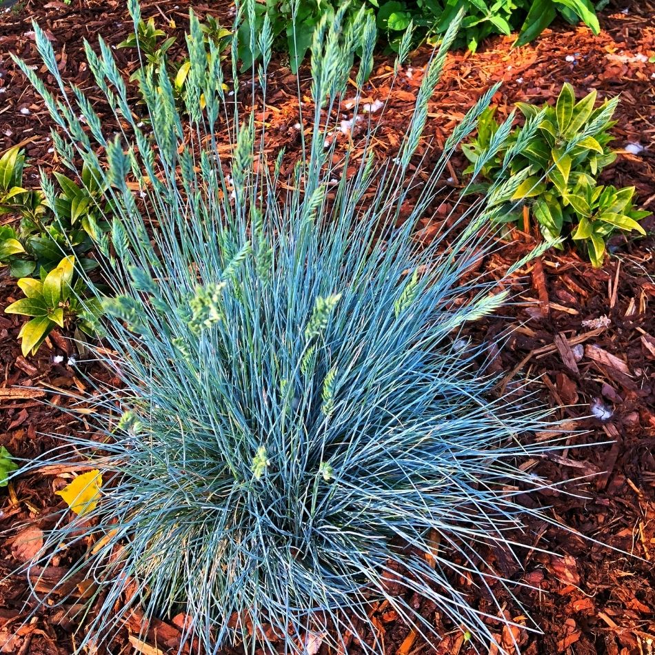 Festuca glauca ‘Elijah Blue’