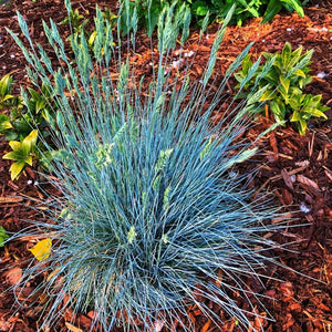 Festuca glauca ‘Elijah Blue’