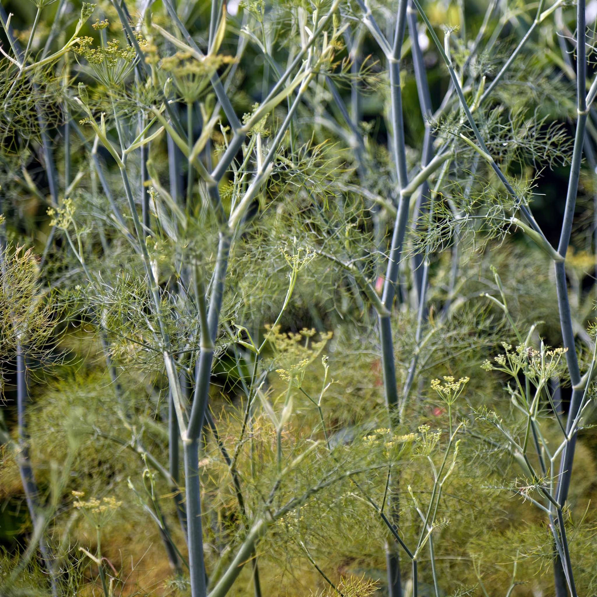 Foeniculum vulgare ‘Purpureum’