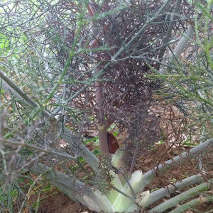 Foeniculum vulgare ‘Purpureum’