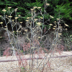 Foeniculum vulgare ‘Purpureum’
