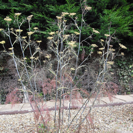Foeniculum vulgare ‘Purpureum’