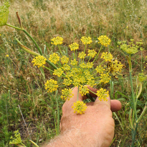 Foeniculum vulgare