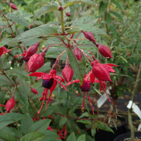 Fuchsia ‘Lady Boothby’