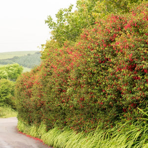 Fuchsia ‘Riccartonii’