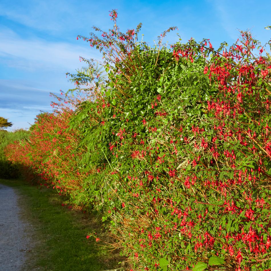 Fuchsia ‘Riccartonii’