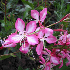 Gaura lindheimeri ‘Rosy Jane’