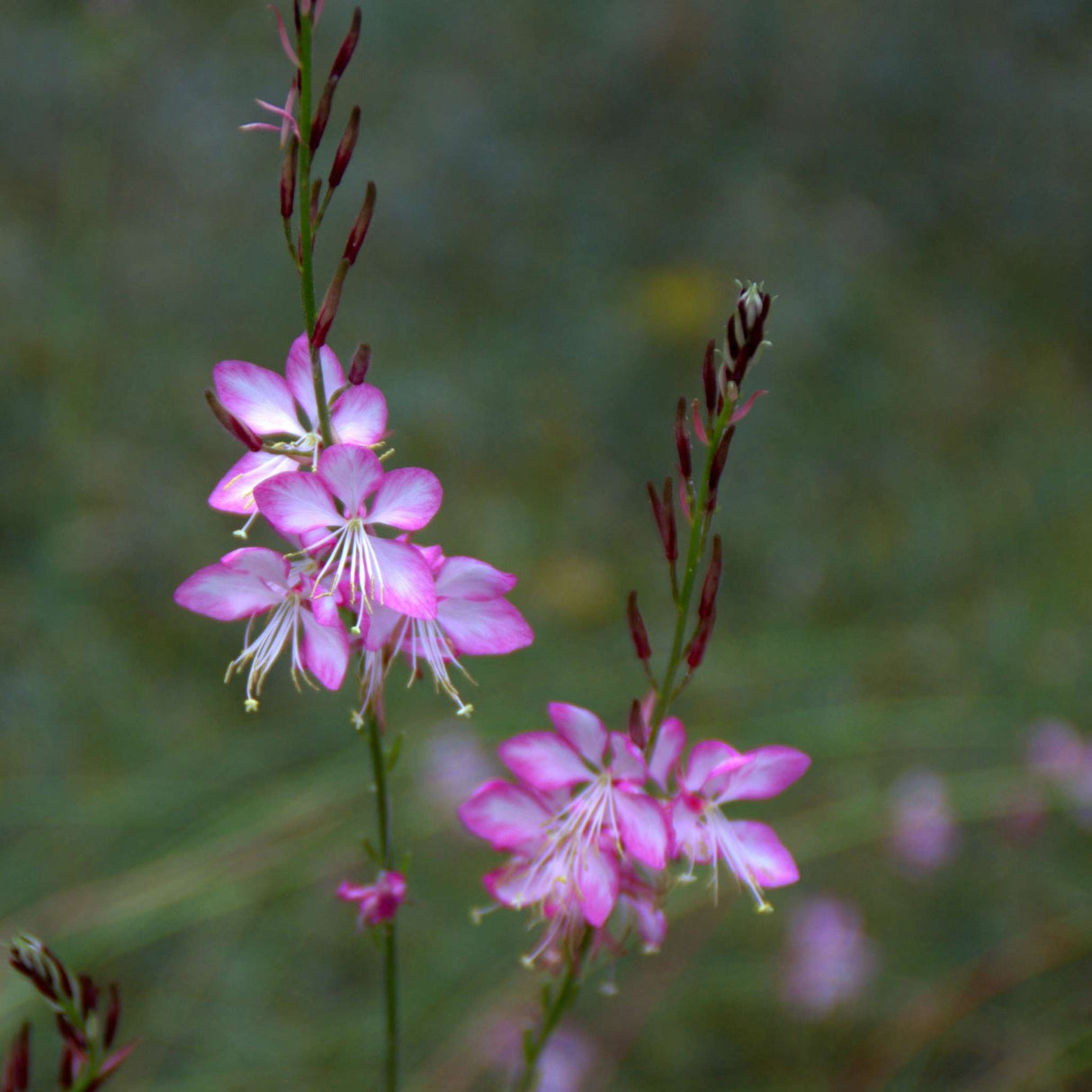 Gaura lindheimeri ‘Rosy Jane’
