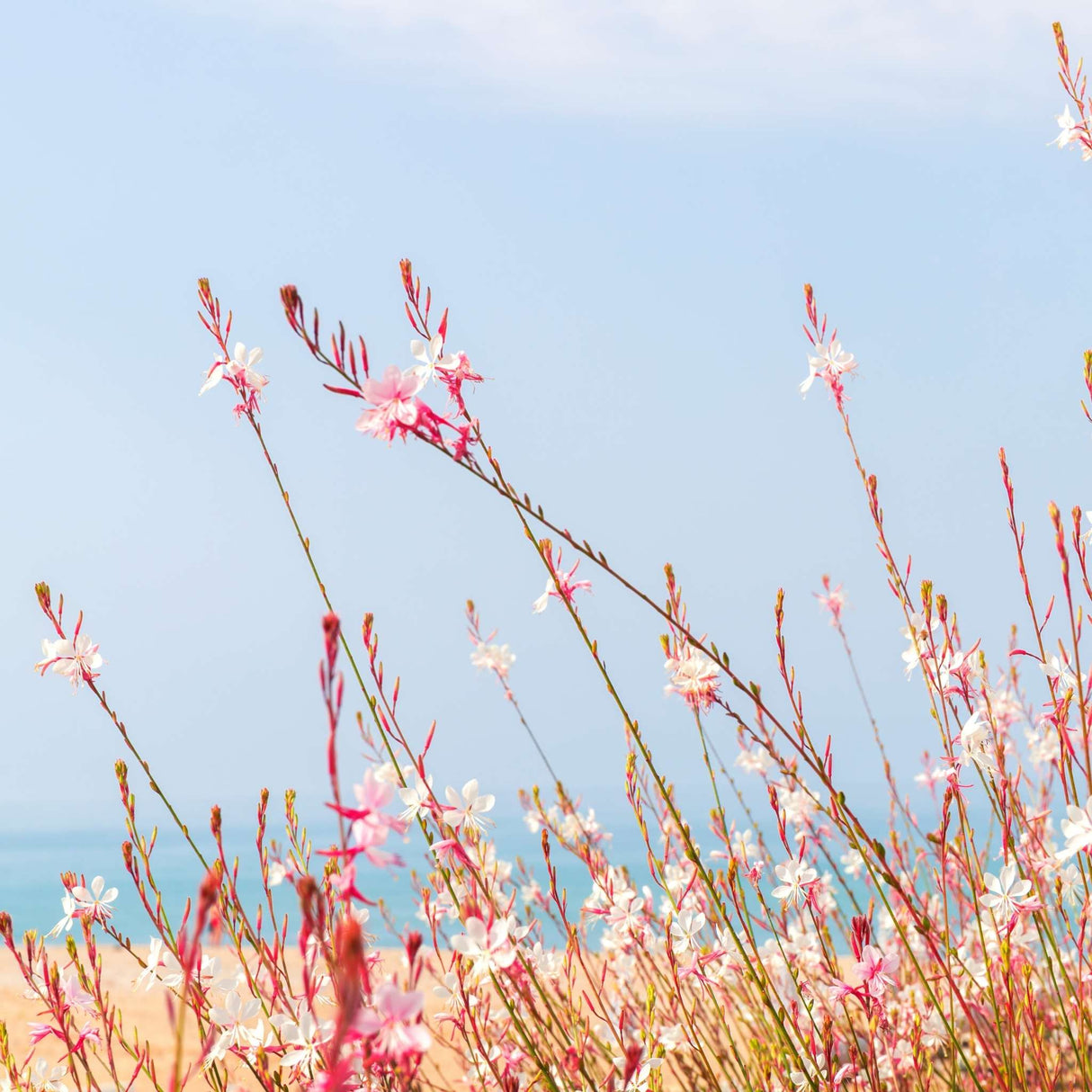 Gaura lindheimeri ‘Whirling Butterflies’