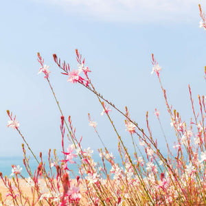Gaura lindheimeri ‘Whirling Butterflies’