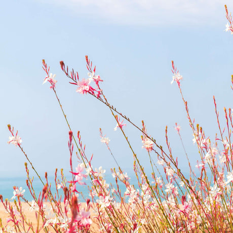 Gaura lindheimeri ‘Whirling Butterflies’