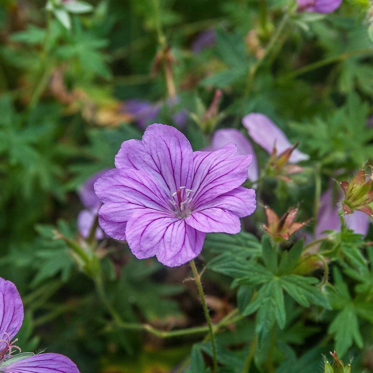 Geranium ‘Blushing Turtle’
