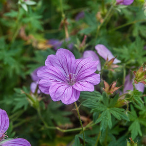 Geranium ‘Blushing Turtle’