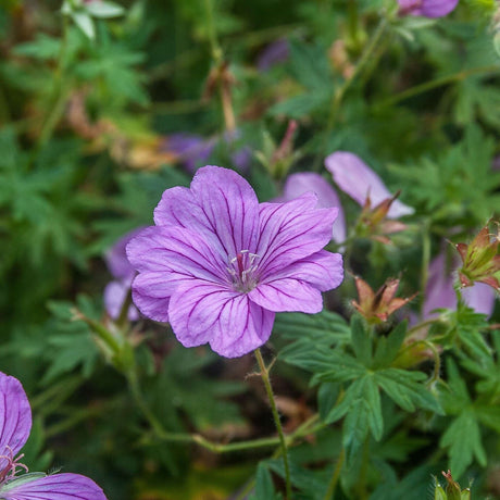 Geranium ‘Blushing Turtle’