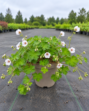 Geranium ‘Coombland White’