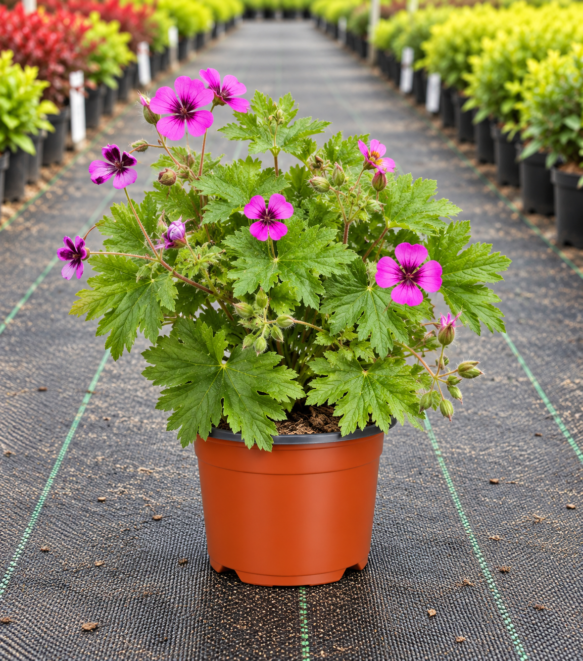 Geranium ‘Dragon Heart’