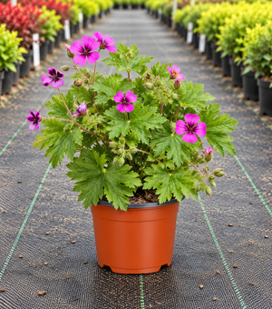 Geranium ‘Dragon Heart’