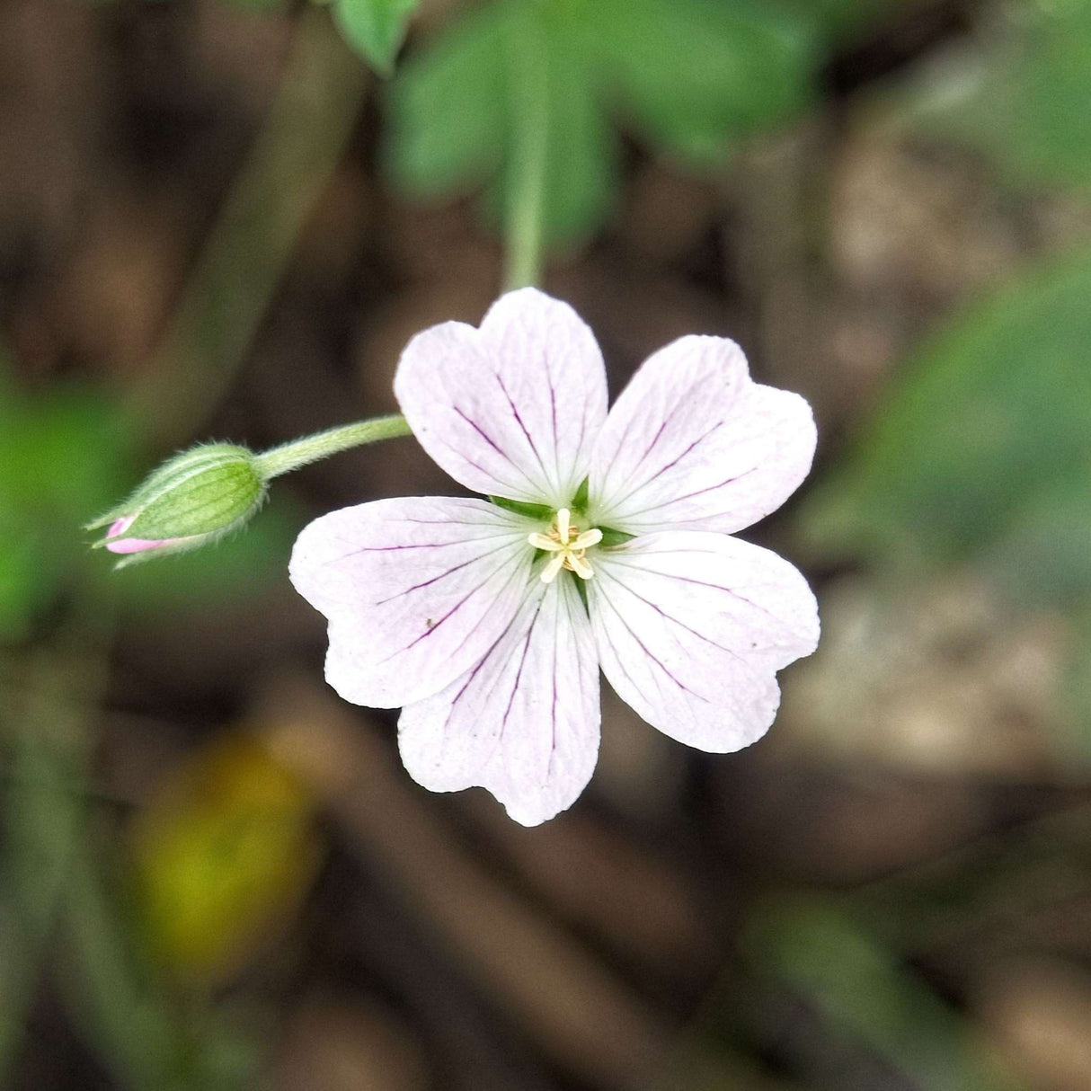 Geranium ‘Dreamland’