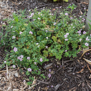 Geranium ‘Dreamland’