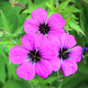 Geranium ‘Patricia’