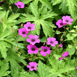 Geranium ‘Patricia’