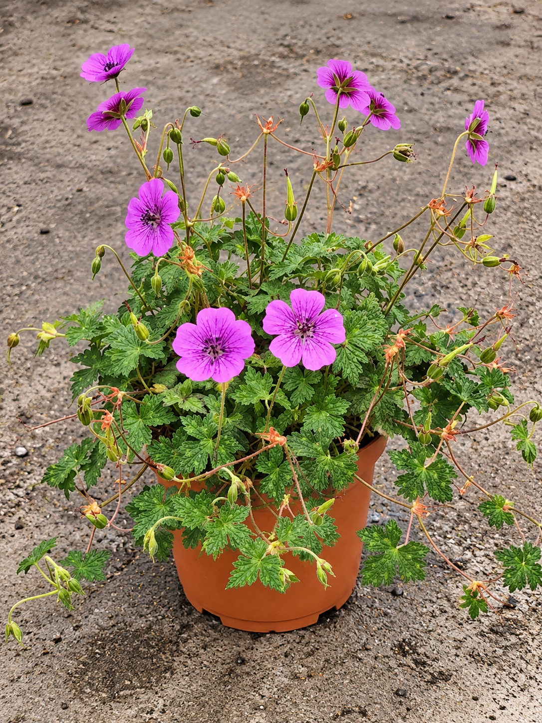 Geranium ‘Pink Penny’