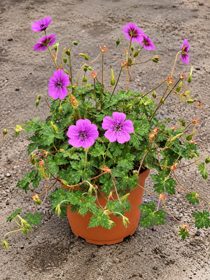 Geranium ‘Pink Penny’
