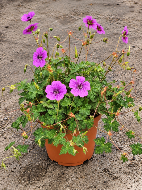 Geranium ‘Pink Penny’