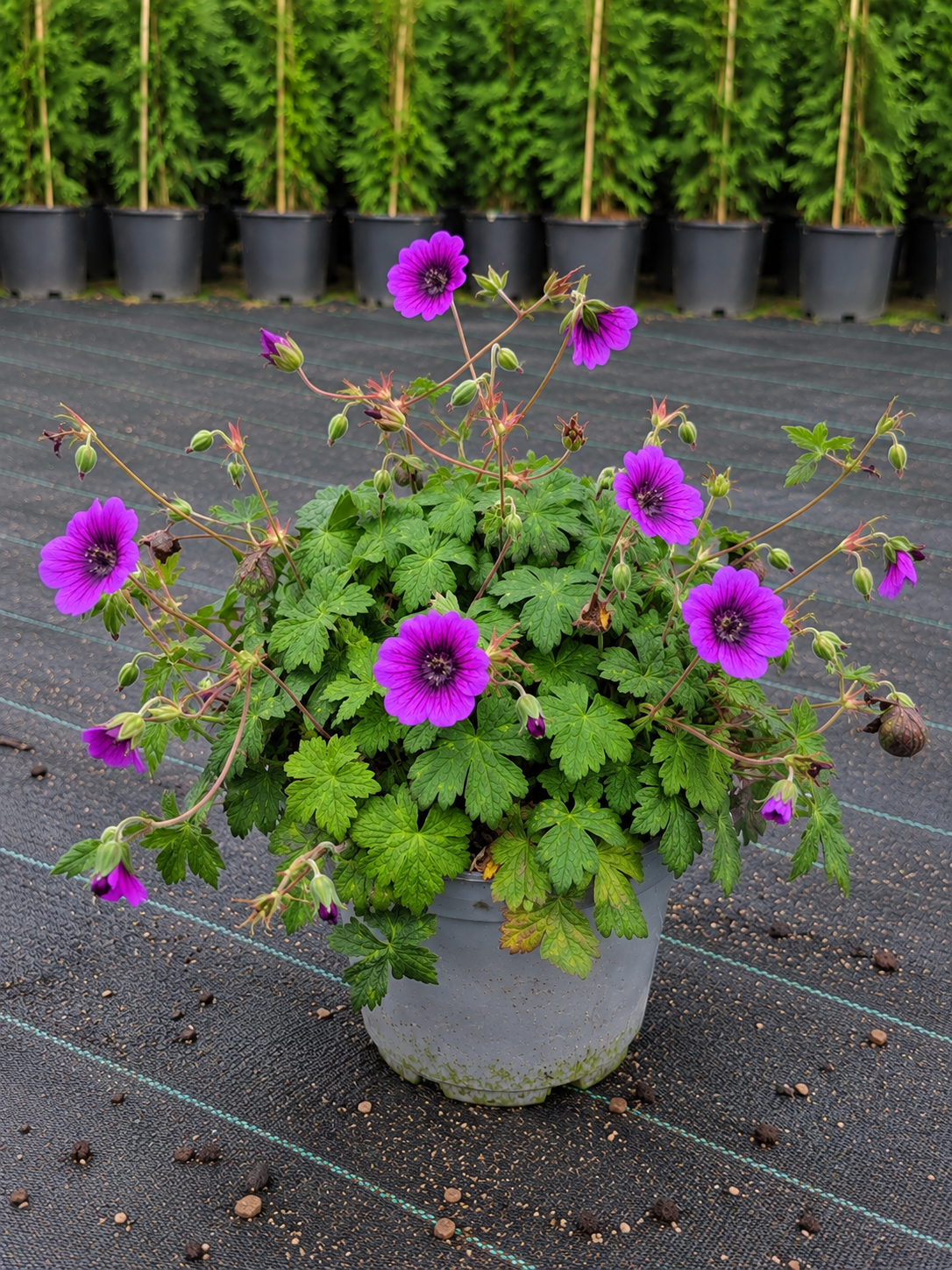 Geranium ‘Pink Penny’