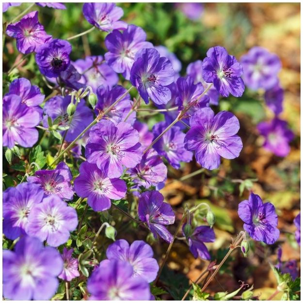 Geranium ‘Rozanne’