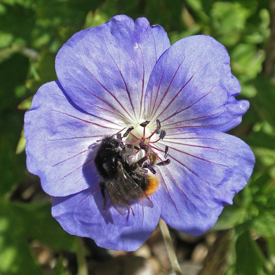 Geranium ‘Rozanne’