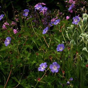 Geranium ‘Rozanne’