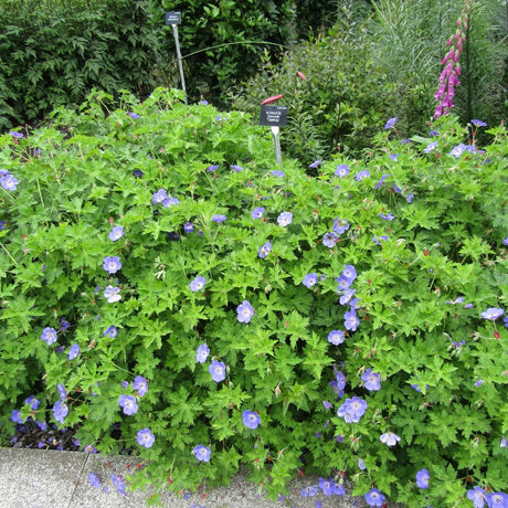 Geranium ‘Rozanne’