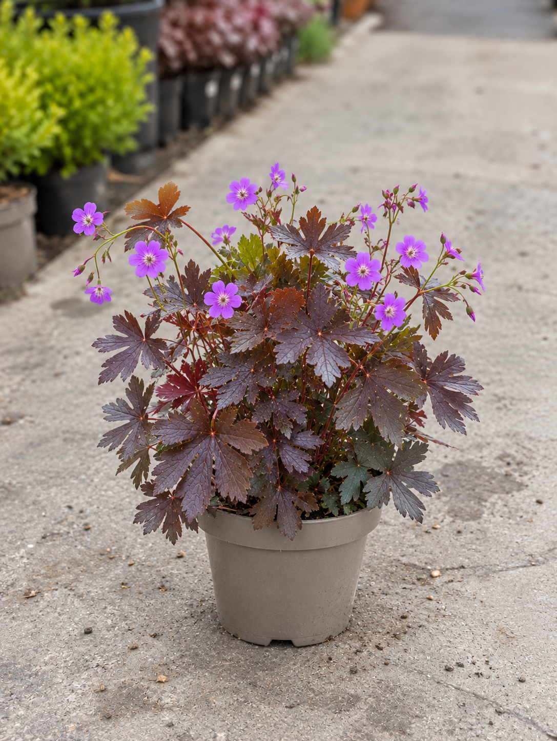 Geranium ‘Stormy Night’