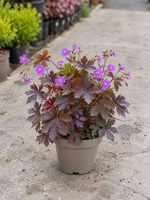 Geranium ‘Stormy Night’