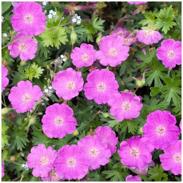 Geranium sanguineum ‘Max Frei’