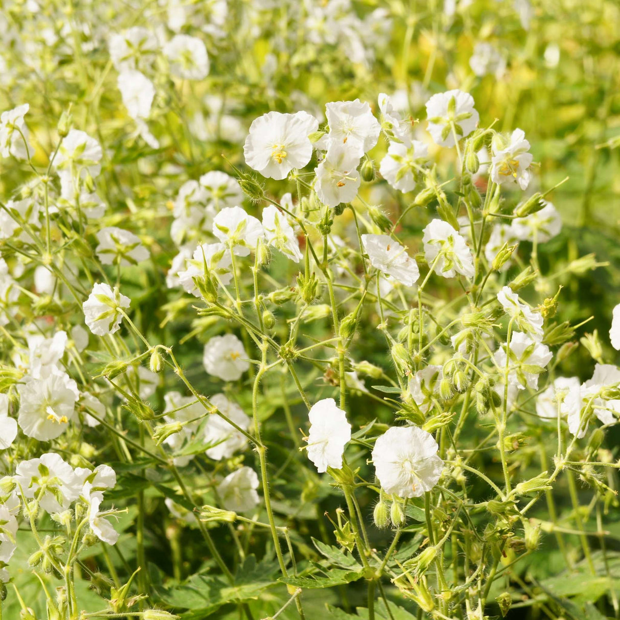 Geranium phaeum ‘Album’