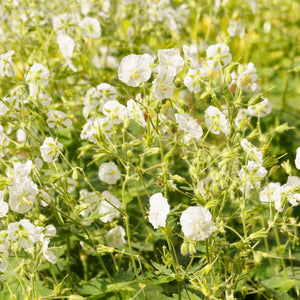 Geranium phaeum ‘Album’