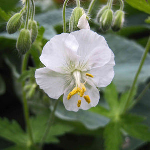 Geranium phaeum ‘Album’