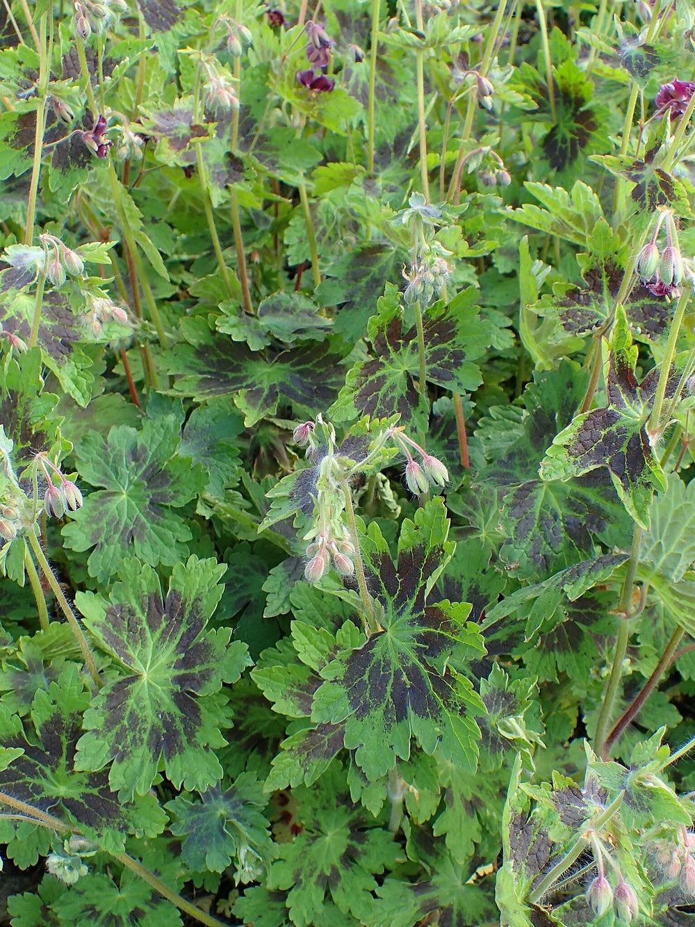 Geranium phaeum var. phaeum ‘Samobor’