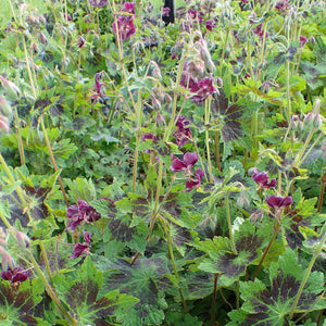 Geranium phaeum var. phaeum ‘Samobor’
