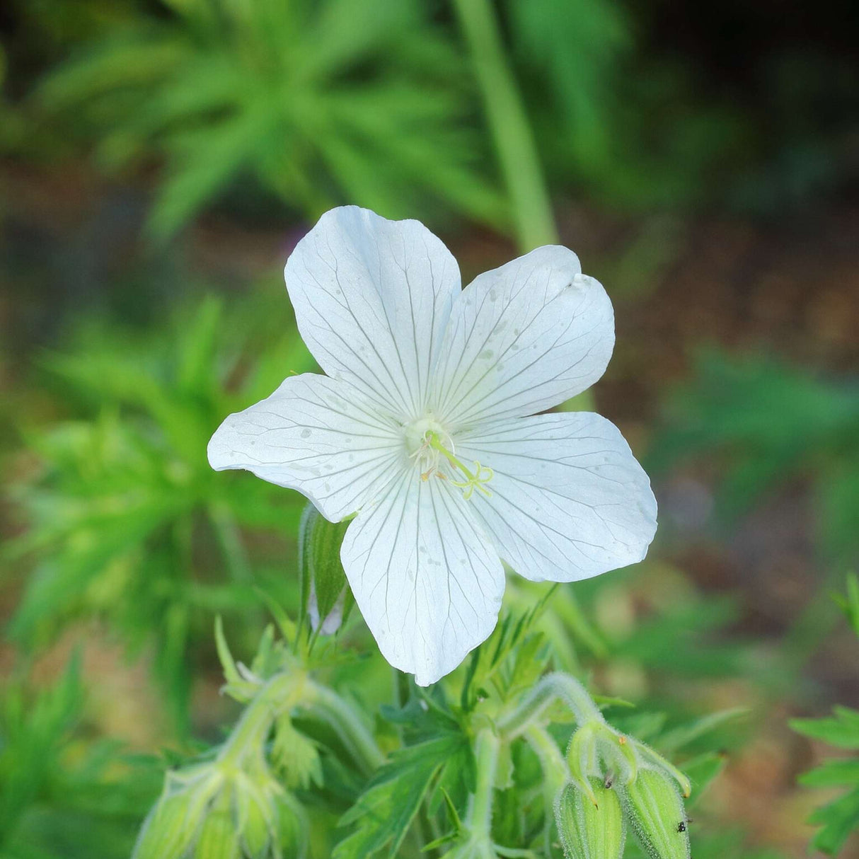 Geranium pratense ‘Galactic’